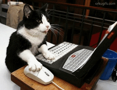 Cat GIF